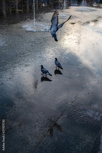 Obraz na płótnie Piccioni fanno il bagno nella fontana di Reggio Emilia w salonie