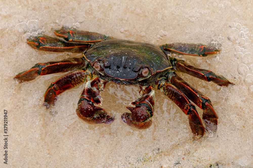 a large crab emerged from a cave sunbathing on the beach