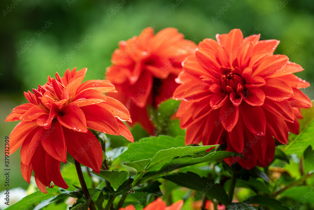 Close up of a group of vibrant red dahlia flowers Close up of a group of vibrant red dahlia flowers