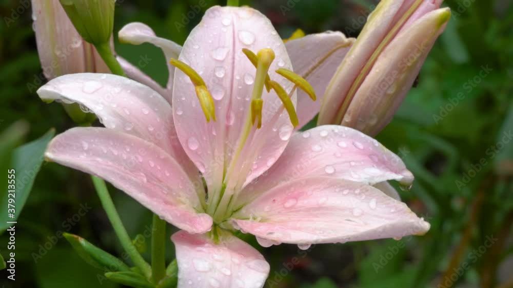 drops on a lily,delicate lily flower with dew in the garden drops on a lily,delicate lily flower with dew in the garden