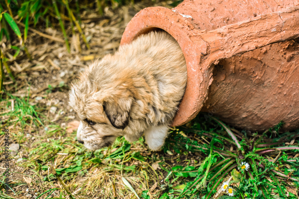 Naklejka premium Cucciolo incastrato (per finta)
