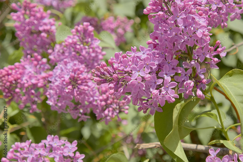 Flowering lilac tree in garden on spring day Flowering lilac tree in garden on spring day