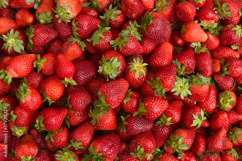 lots of strawberries and red ripe berries