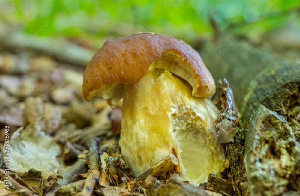 Borowik