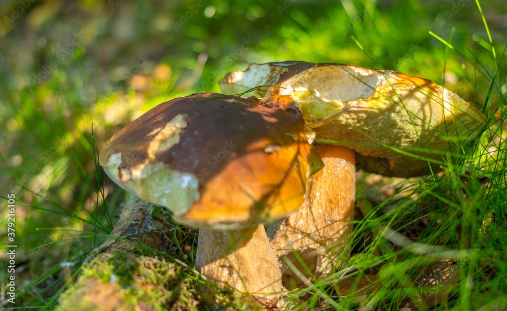Borowik