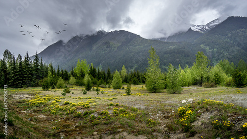 Flock of Birds under Dark Clouds over a field with Dandelions at the foot of the Coast Mountains along Highway 99, the Duffy Lake Road, between Lillooet and Pemberton in British Columbia, Canada © hpbfotos
