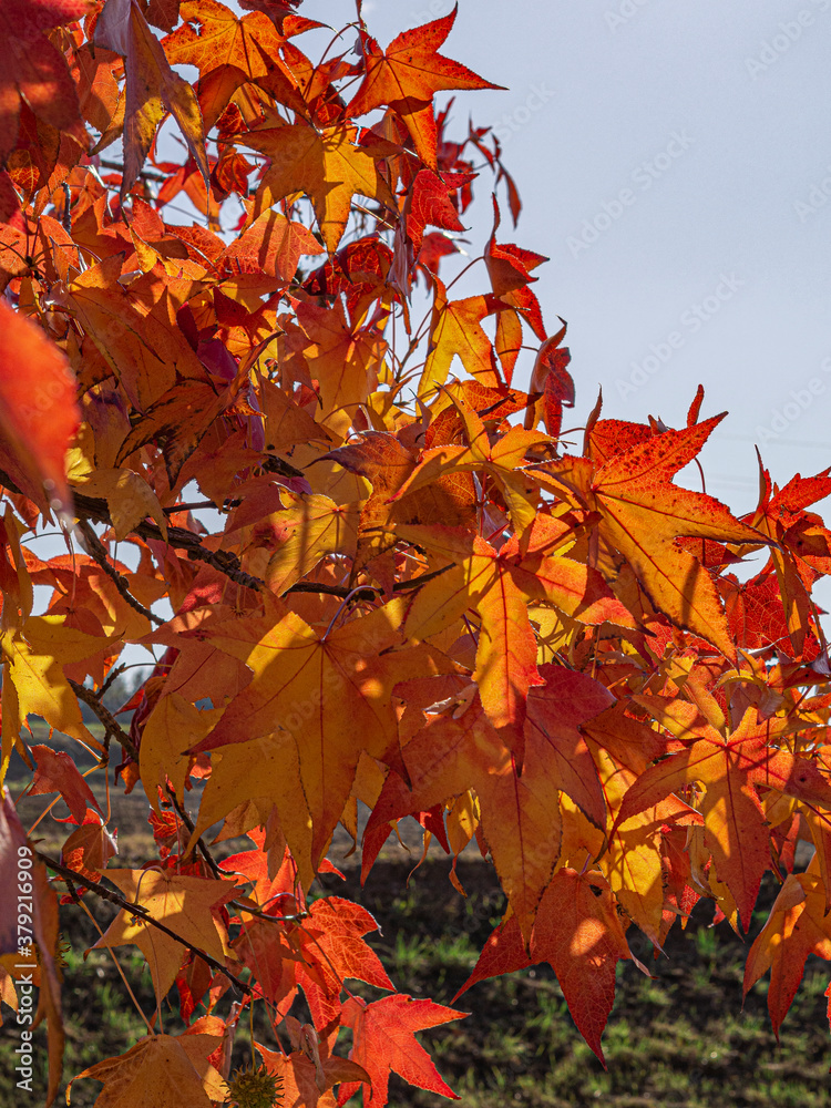 Paisaje otoñal con hojas de colores amarillos y rojos. Llinars del Valles, otoño 2019 Paisaje otoñal con hojas de colores amarillos y rojos. Llinars del Valles, otoño 2019