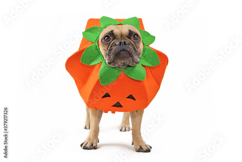 French Bulldog dog dressed up with funny pumpkin Halloween costume isolated on white background