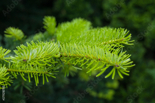 eastern or canadian hemlock Tsuga canadensis