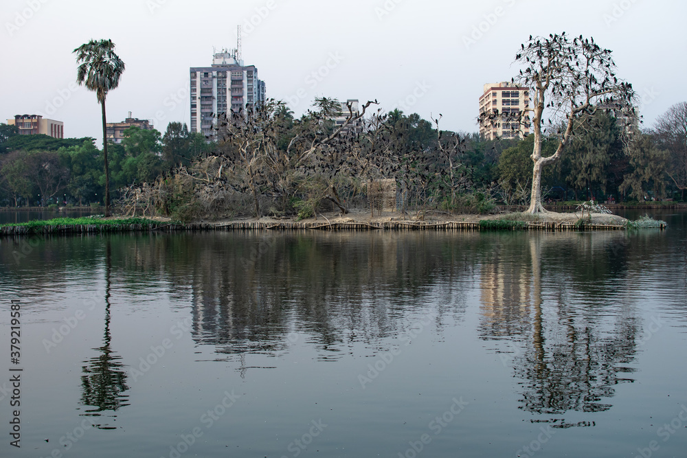 Cormorant birds sitting on tree branches by the lake at Minhaj Garden park in Kolkata, India