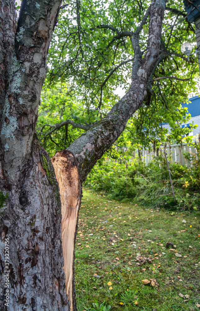 Fototapeta premium Big fruit bearing branch of very old Apple tree was heavy and broke under the weight of the ripening apples, branch cracked from the tree during windy night, very close view, autumn evening