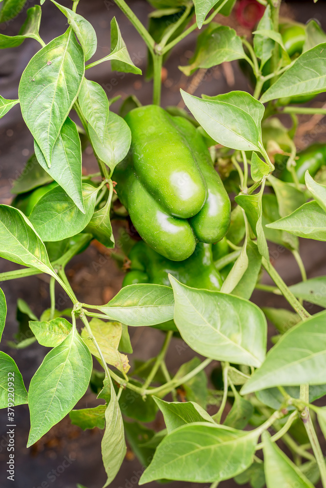 agriculture green pepper ripens/green pepper on a plant with leaves. Agriculture