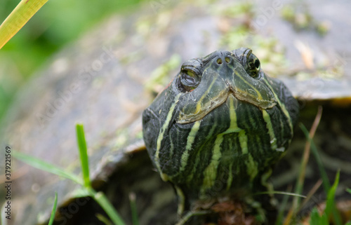 mama turtle in the grass