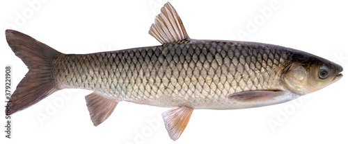 Freshwater fish isolated on white background closeup. The grass or asian carp is a fish in the carp family Cyprinidae: type species: Ctenopharyngodon idella