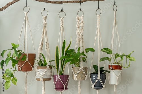 Six handmade cotton macrame plant hangers are hanging from a wood branch. The macrame have pots and plants inside them. photo