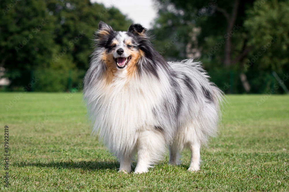 Smiling and fluffy blue merle with black drops shetland sheepdog, sheltie standing in show stand with background of green grass. Black little collie, fur lassie dog outdoors on summer time Smiling and fluffy blue merle with black drops shetland sheepdog, sheltie standing in show stand with background of green grass. Black little collie, fur lassie dog outdoors on summer time