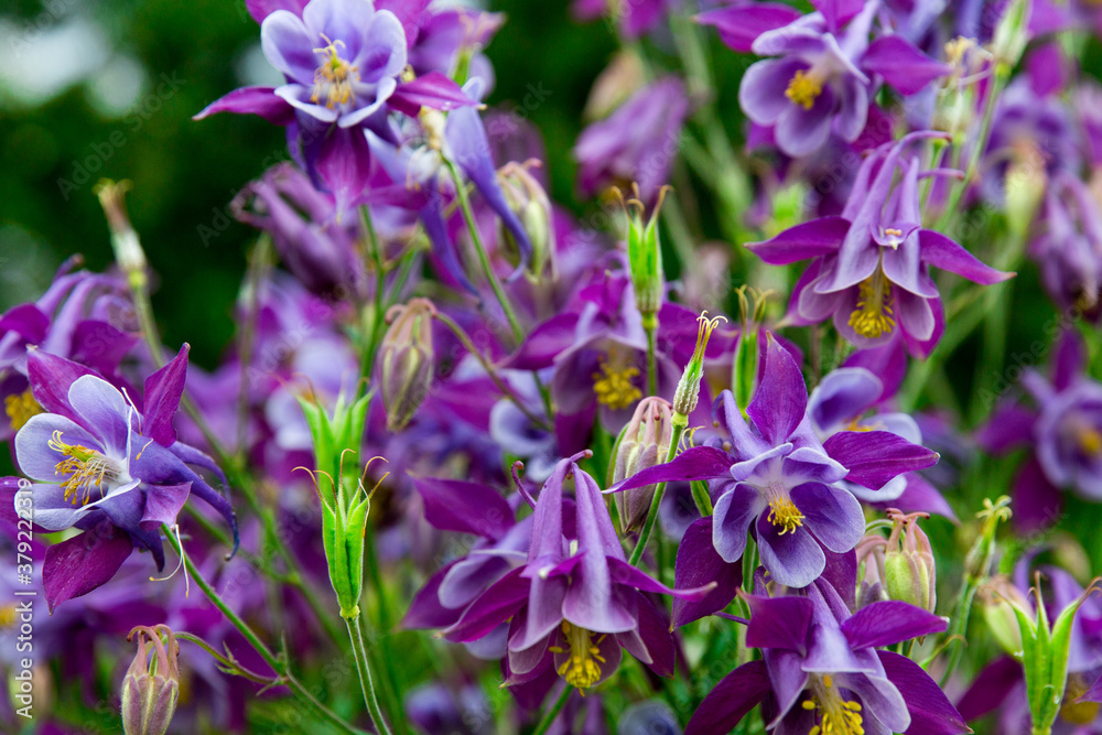 Outdoor shot of violet purple columbines growing wild with their delicate flowers and foliage. Fresh multi-colored wildflowers, grow in a variety of settings, from dry deserts to mountain woodlands