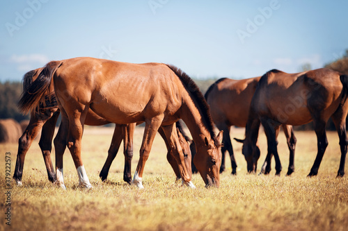 Horses grazing in the field. Rural landscape.
