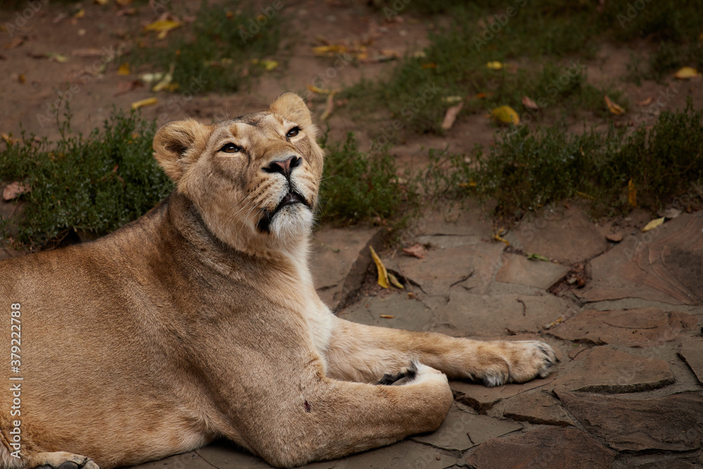 Lioness resting, beautiful close-up portrait Lioness resting, beautiful close-up portrait