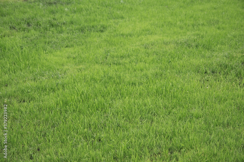 Green grass in the city Park, lawn. Green grass in the city Park, lawn.