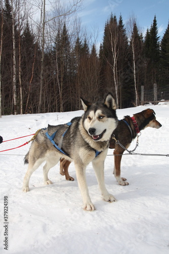 Husky of dog sledding in Laurentides, Kanatha Aki resort, Val-des-Lacs, Quebec, Canada