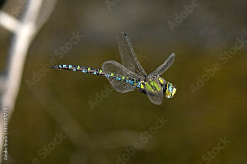 Blue hawker / Blaugrüne Mosaikjungfer (Aeshna cyanea)  photo