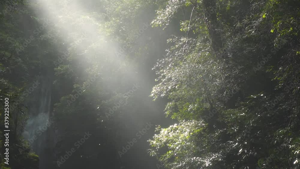 A beam of light in morning passed through the forest and spot to tree with waterfall A beam of light in morning passed through the forest and spot to tree with waterfall