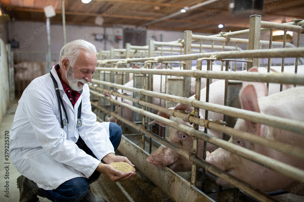 Veterinarian feeding pigs from hands Veterinarian feeding pigs from hands