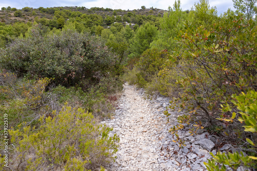 White rocks hidden mountain path, overgrown in green pine forest of dalmatian landscape at the Hvar island, Croatia