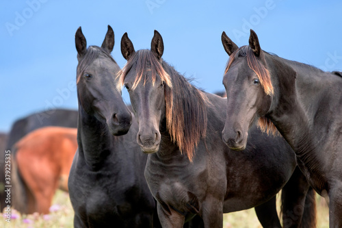 Three wild black horses standing close up in the field. Group of wild young colts standing outdoors in the meadow in autumn.