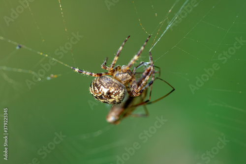 Cross spider grabbing its prey in the web
