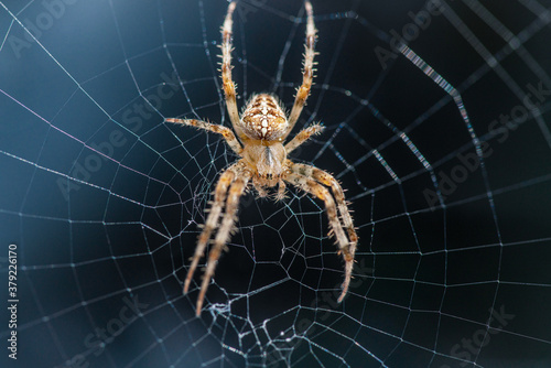 Cross spider sitting in the center of the web