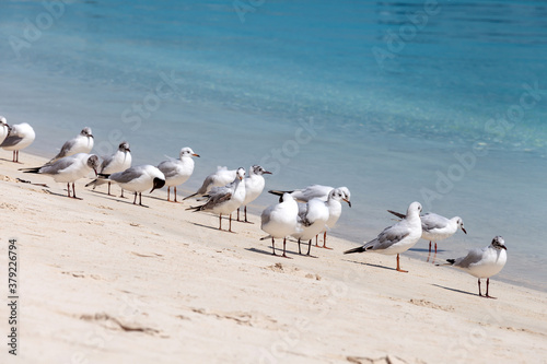 Seagulls at the beach shore in Abu Dhabi  UAE