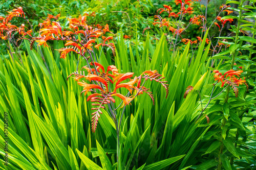 Montbretie , Crocosmia Pflanze mit orange farbenen Blüten photo