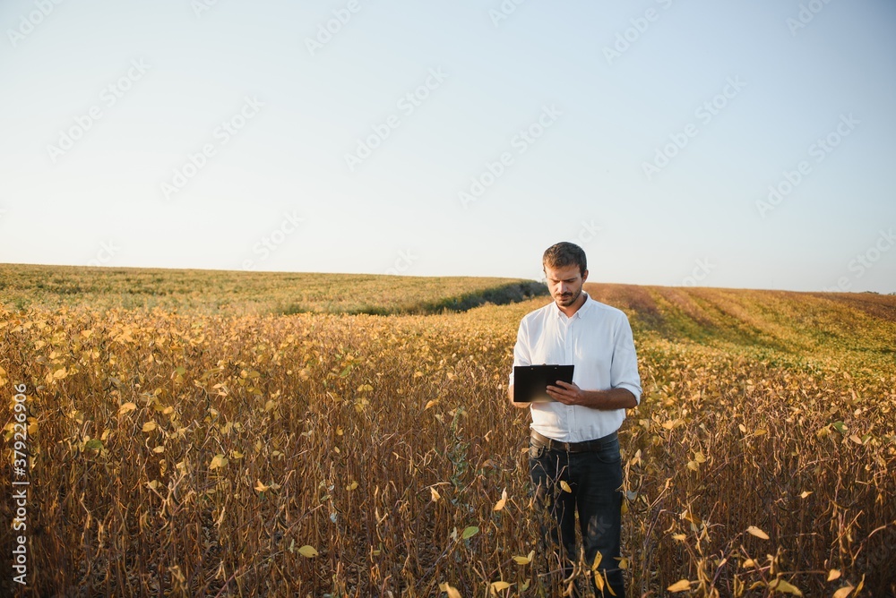 Agronomist inspects soybean crop in agricultural field - Agro concept - farmer in soybean plantation on farm.