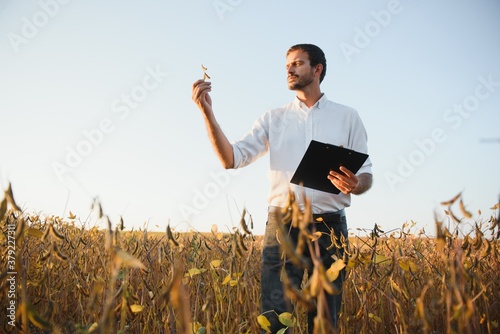 farmer agronomist in soybean field checking crops before harvest. Organic food production and cultivation. © Serhii