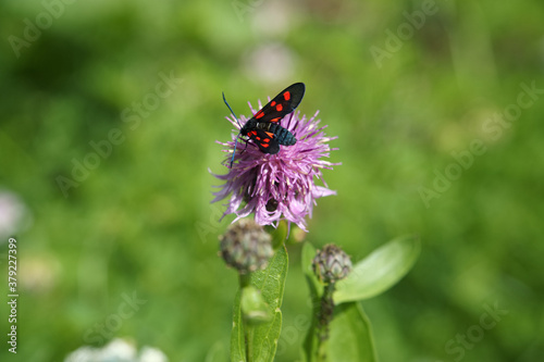 primo piano di Farfalla che posa su un fiore viola 