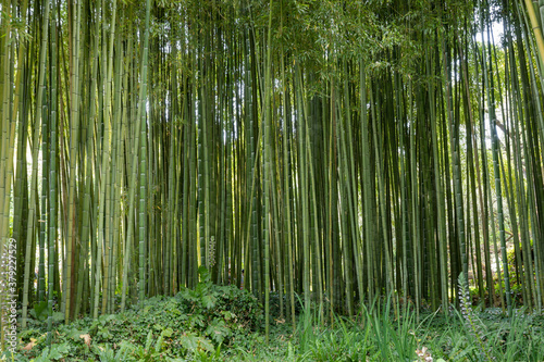 Bamboo forest. Bamboo grove in the Garden of Ninfa in Italy in the province of Latina.