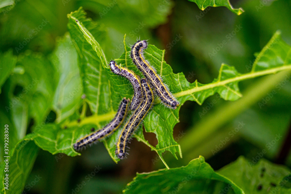 caterpillar on a leaf caterpillar on a leaf