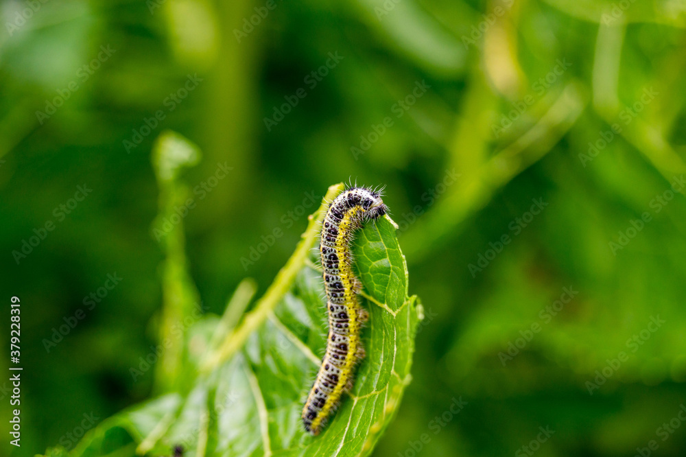 caterpillar on a leaf