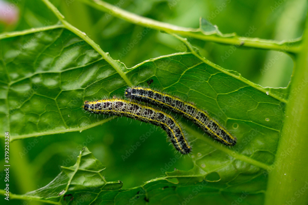two caterpillar on a leaf