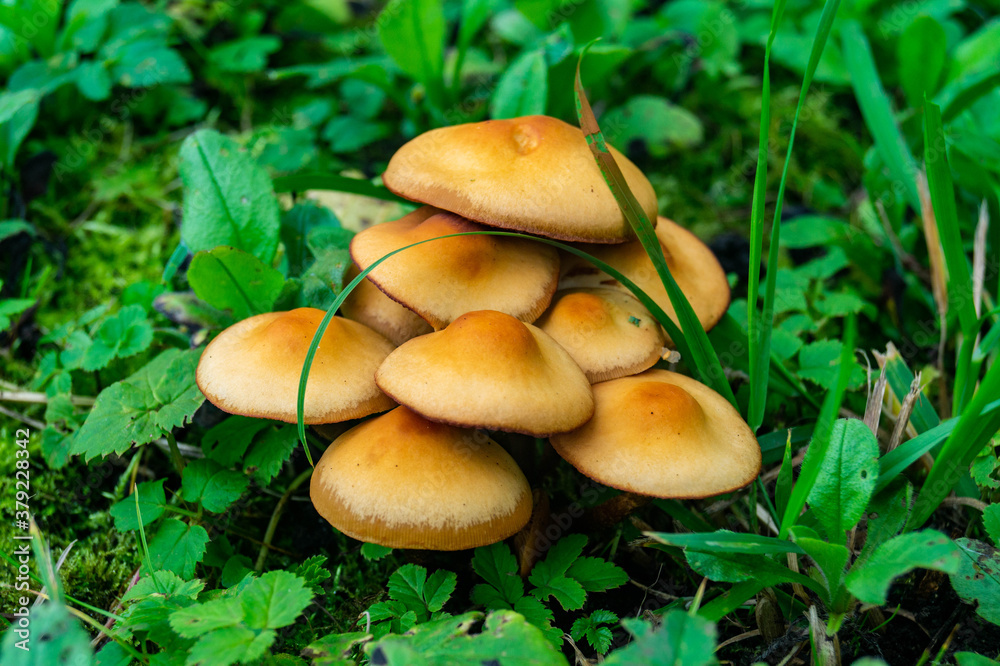 mushroom in the grass mushroom in the grass