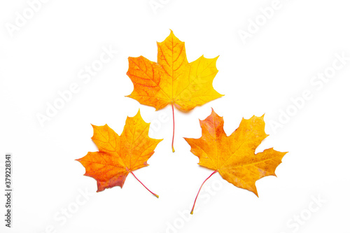 Yellow maple leaves on a white background . Autumn leave. Isolated background. Hello autumn. Copy space. Plants.
