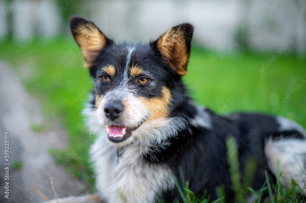 sad homeless dog face sitting on the street with blurred background.empty space for text sad homeless dog face sitting on the street with blurred background.empty space for text