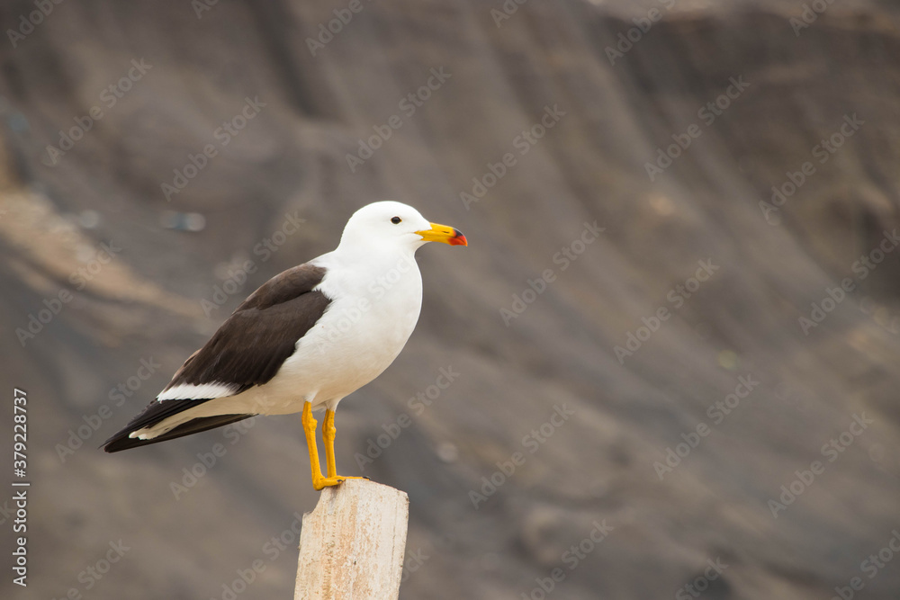 seagull perched on the coast seagull perched on the coast