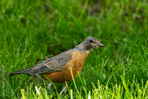 Juvenile robin searching for worms.