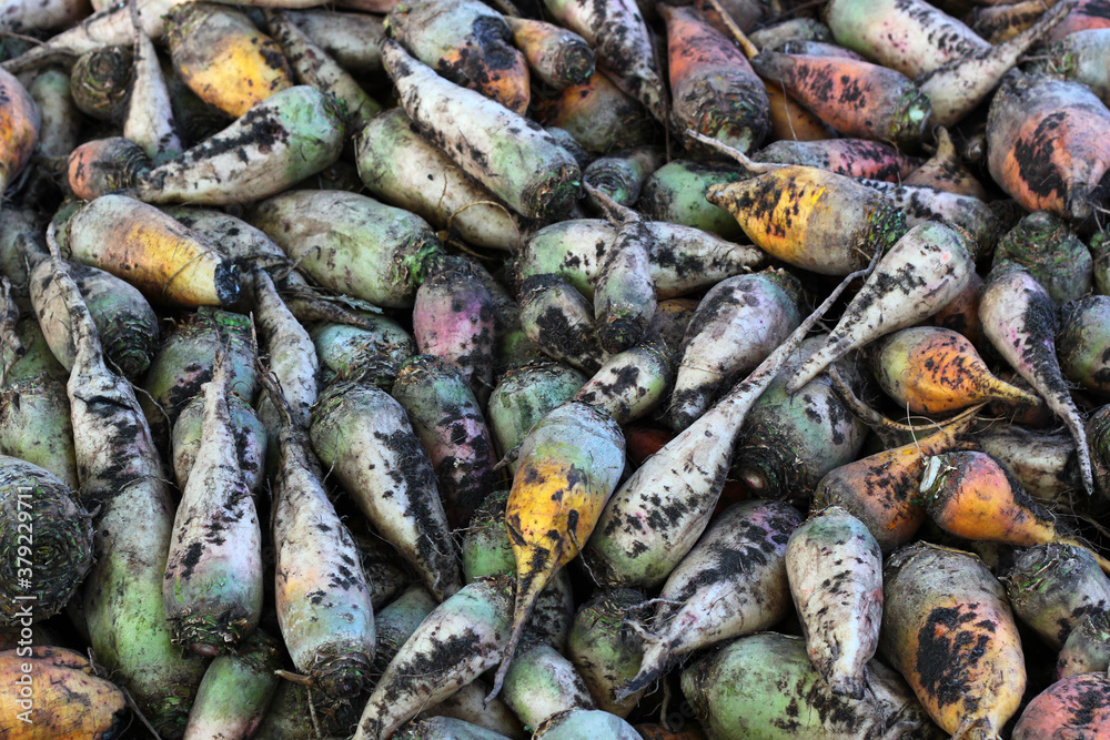 Obraz premium Pile of mangelwurzels, a cultivated root vegetable used as a fodder crop for feeding livestock