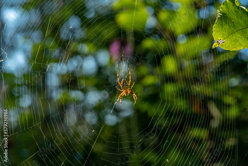 Large Garden spider sitting in the orb shaped web