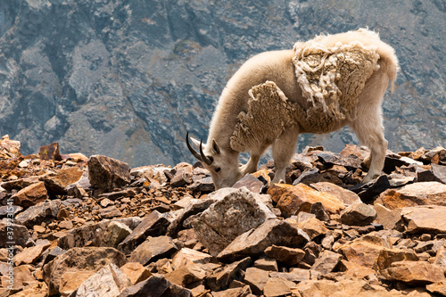 Mountain Goat on Quandary Hiking Trail  © Melanie