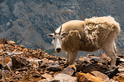 Mountain Goat on Quandary Hiking Trail 